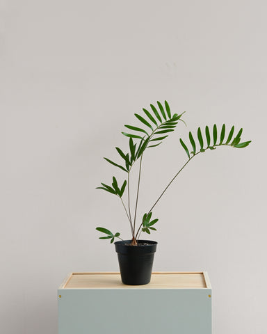 zamia floridiana coontie palm 4" plant