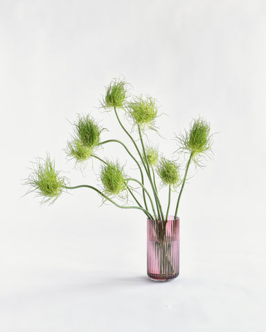 Catweazle Allium bunch