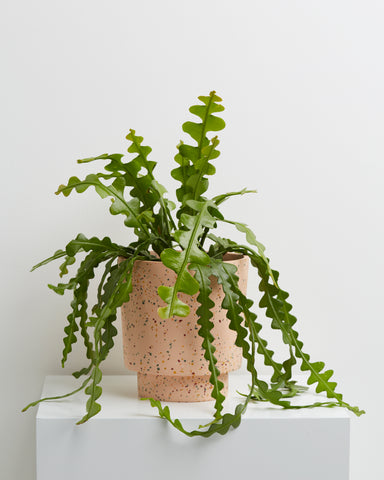 Banjo Planter / 7.25"