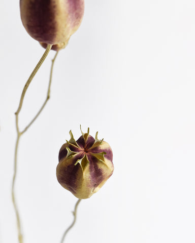 dried nigella damascena bunch pods