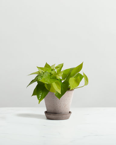 neon pothos 4" plant indoors