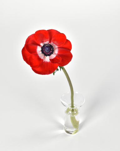 gather vase d clear glass anemone