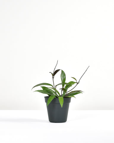 hoya publicalyx silver splash 4" plant