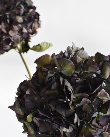 hydrangea magical chocolate dried flowers