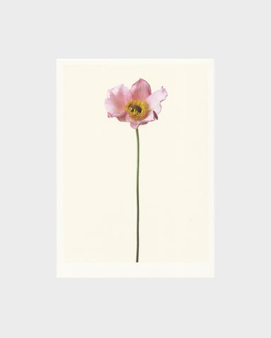 matthijs heins postcard japanese anemone