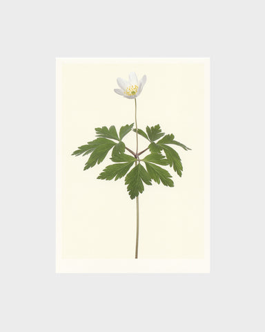 matthijs heins postcard wood anemone