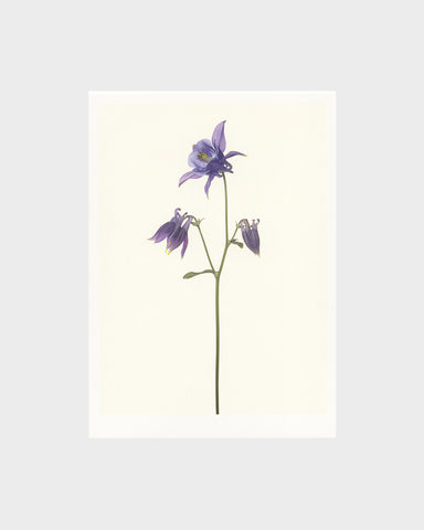 matthijs heins postcard purple columbine
