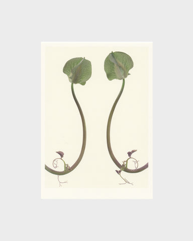 matthijs heins postcard cup and saucer vine