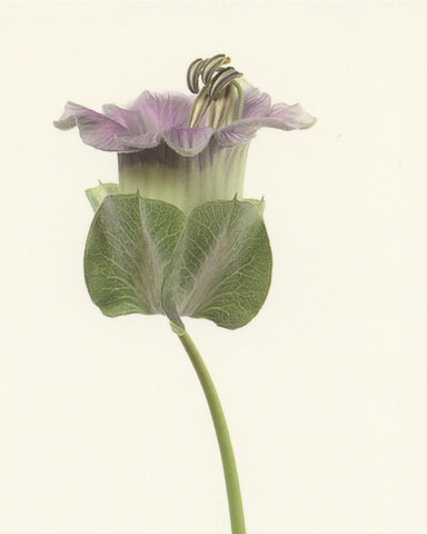 matthijs heins postcard flowering cup and saucer vine