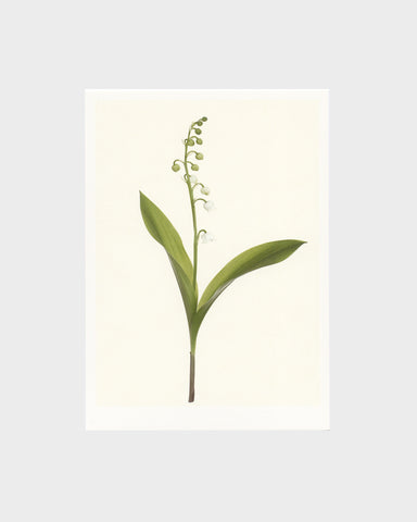 matthijs heins postcard lily of the valley