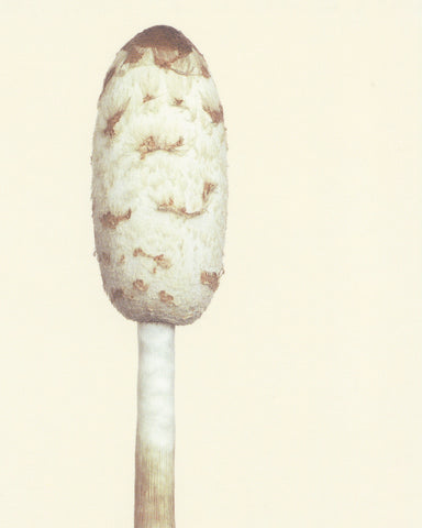 matthijs heins shaggy mane mushroom