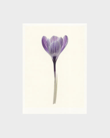 matthijs heins crocus flower