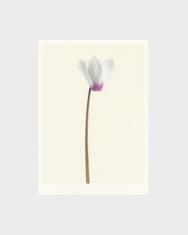 matthijs heins white cyclamen flowers