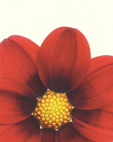 matthijs heins postcard dahlia