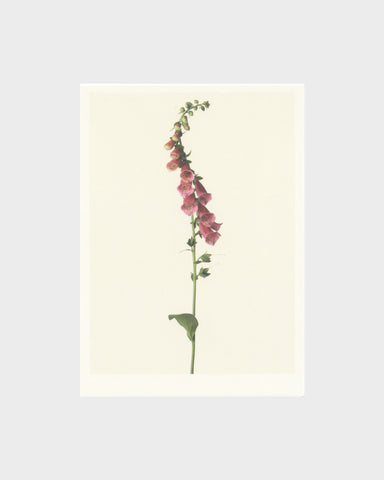 matthijs heins postcard foxglove flowers