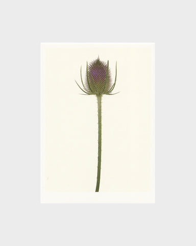 matthijs heins teasel flower