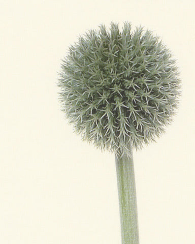 matthijs heins globe thistle
