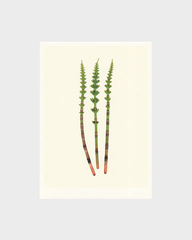 matthijs heins horsetail flowers