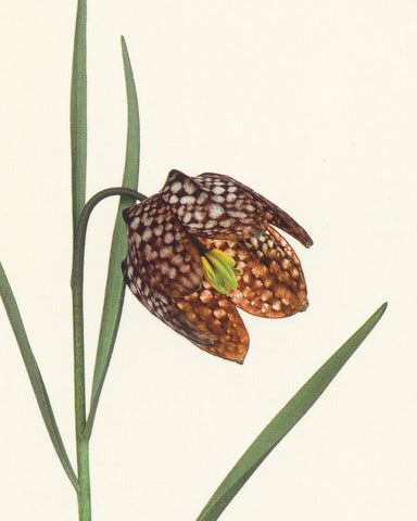 matthijs heins snake