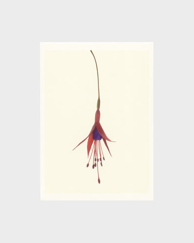 matthijs heins postcard fuchsia 