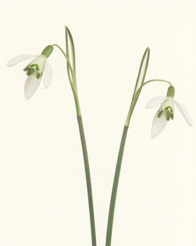 matthijs heins snowdrop flowers