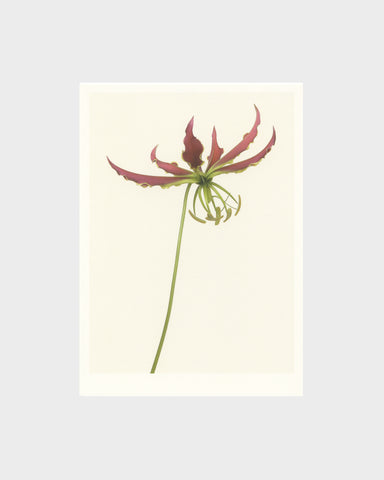 matthijs heins postcard gloriosa lily flowers