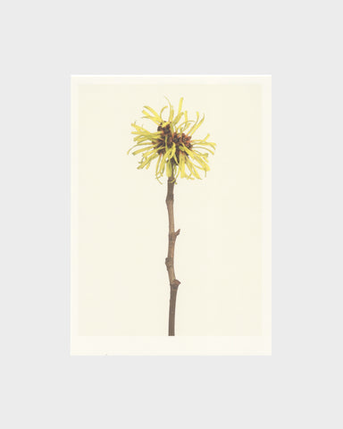 matthijs heins witch hazel flowers