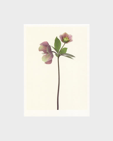 matthijs heins hellebores flowers