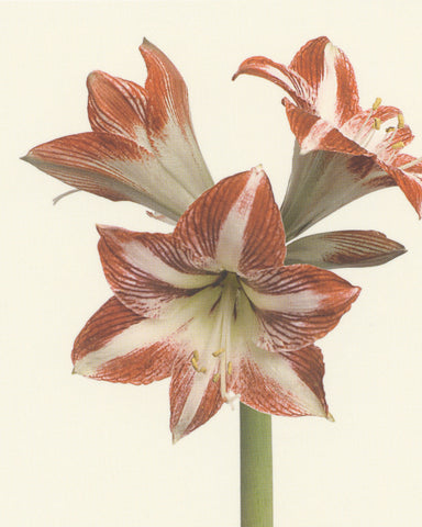 matthijs heins amaryllis flowers