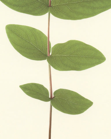 matthijs heins hypericum berries