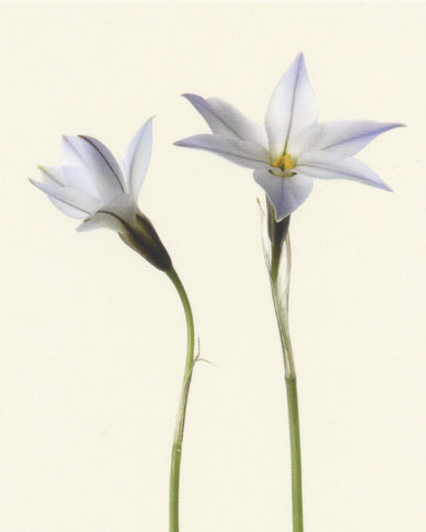 matthijs heins postcard  spring starflower