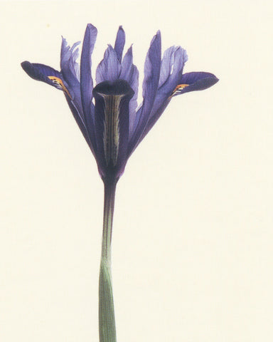 matthijs heins postcard dwarf iris