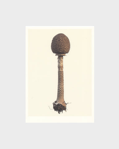 matthijs heins postcard parasol mushroom