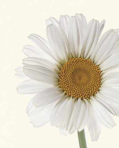 matthijs heins postcard daisy flower