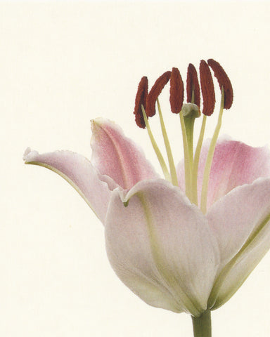 matthijs heins postcard lily flower