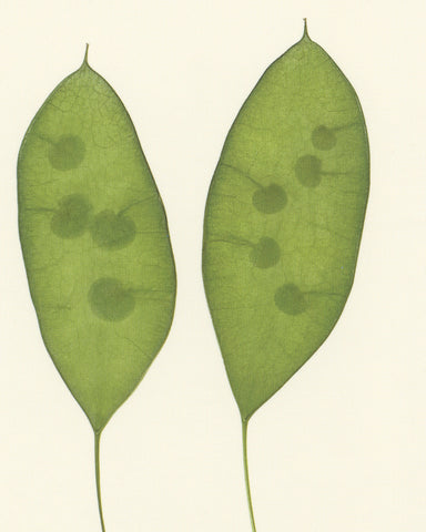 matthijs heins postcard lunaria 