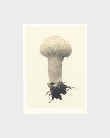matthijs heins postcard puffball mushroom
