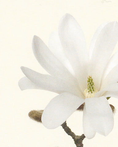 matthijs heins postcard star magnolia flower