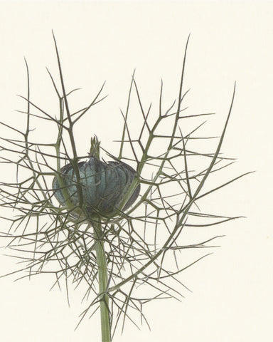 matthijs heins postcard nigella damascena flower