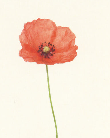 matthijs heins postcard icelandic poppy flowers