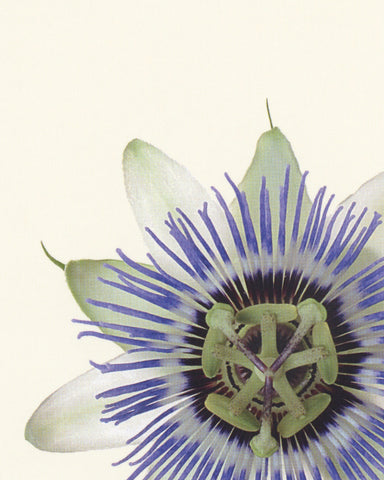 matthijs heins postcard passionflower
