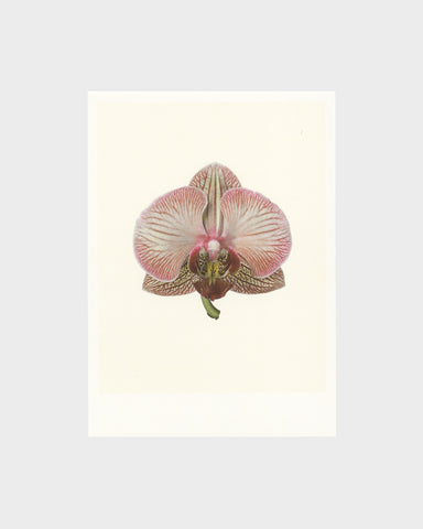 matthijs heins postcard phalaenopsis