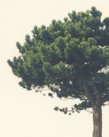 matthijs heins postcard pine tree