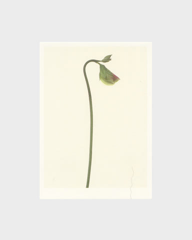 matthijs heins postcard sweet pea