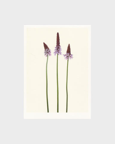 matthijs heins postcard orchid primrose flowers