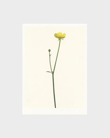 matthijs heins postcard buttercup flowers