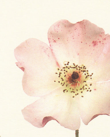 matthijs heins postcard rose flowers