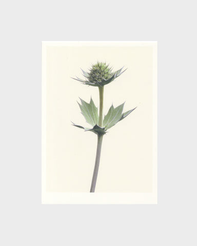 Thistle Postcard