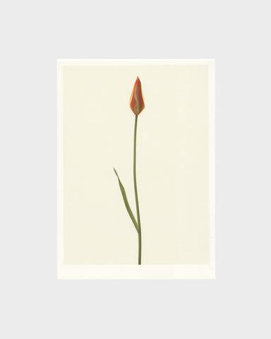matthijs heins postcard lady tulip flowers