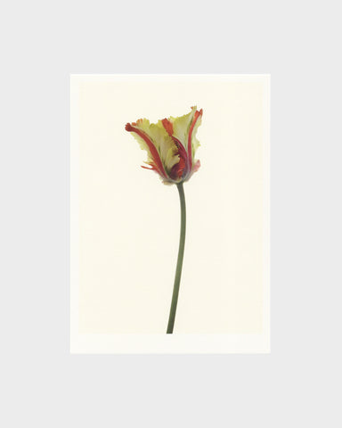 matthijs heins postcard parrot tulip flowers